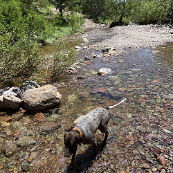 Sleeping Dog Ranch