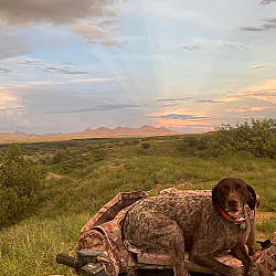 Sleeping Dog Ranch